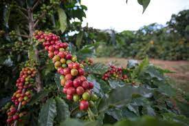 cafezal Porto do Açu realiza sua primeira operação de exportação de café, do Sul de Minas