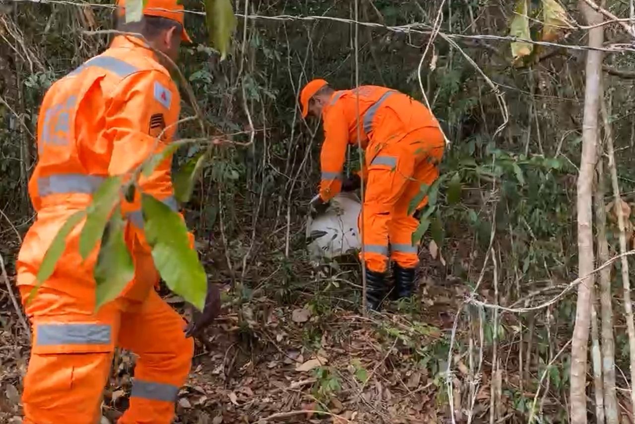 682d02ff 837b 4414 8bdb 0c7ef0963f5d Macaco resgatado no centro de São Lourenço foi devolvido ao Parque das Águas